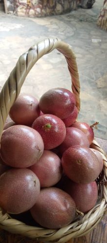 مبيعات-الغابة-الاستوائية-10