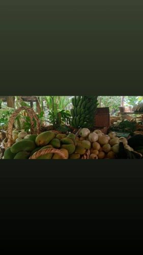 مبيعات-الغابة-الاستوائية-11