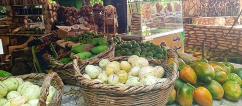 مبيعات-الغابة-الاستوائية-1 (1)