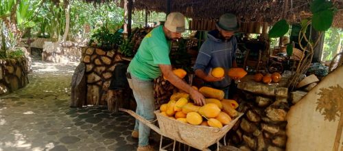 مبيعات-الغابة-الاستوائية-5